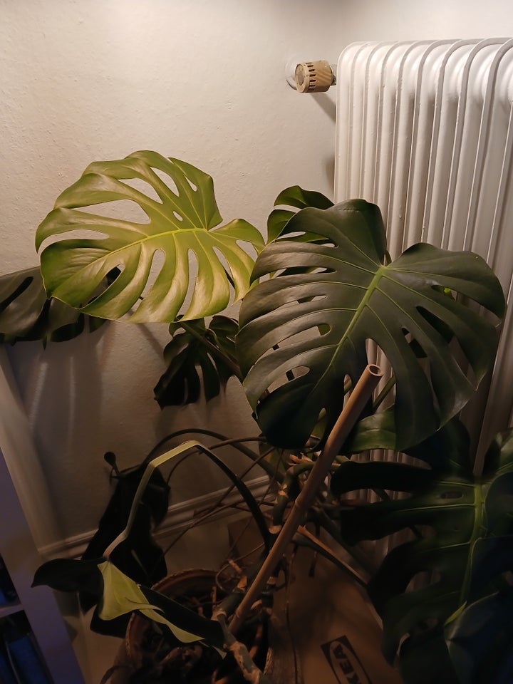 Stueplante, Monstera