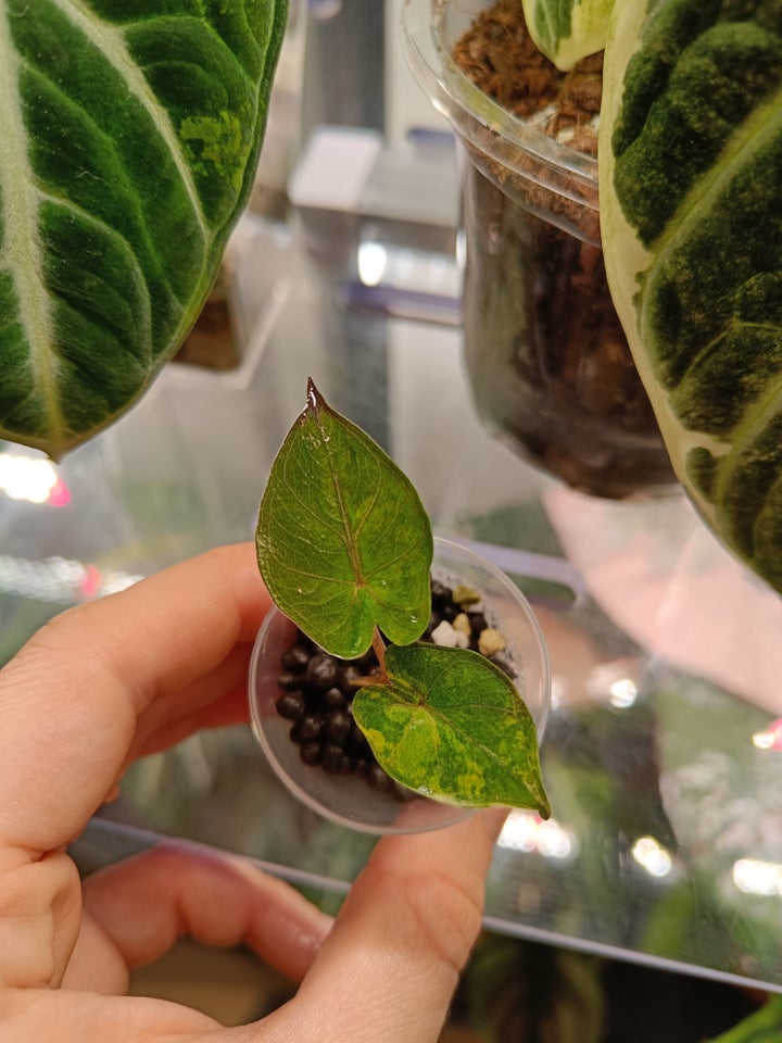 Alocasia, Yucatan Princess aurea