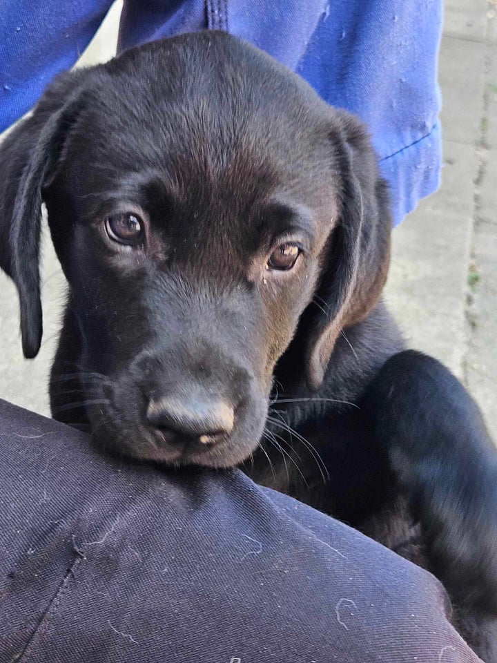 Ægte Labrador Retriever hvalpe