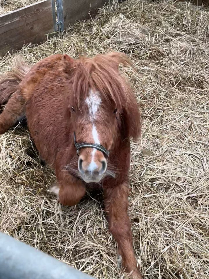 Shetlandspony hoppe 2 år