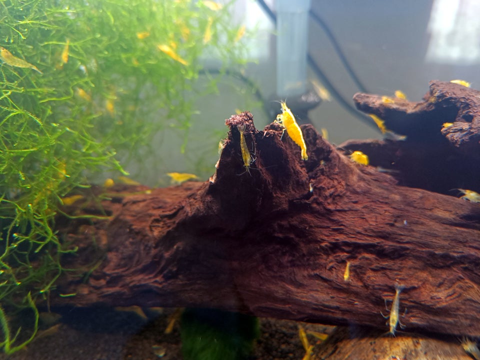 Neocaridina Davidii, Yellow Fire