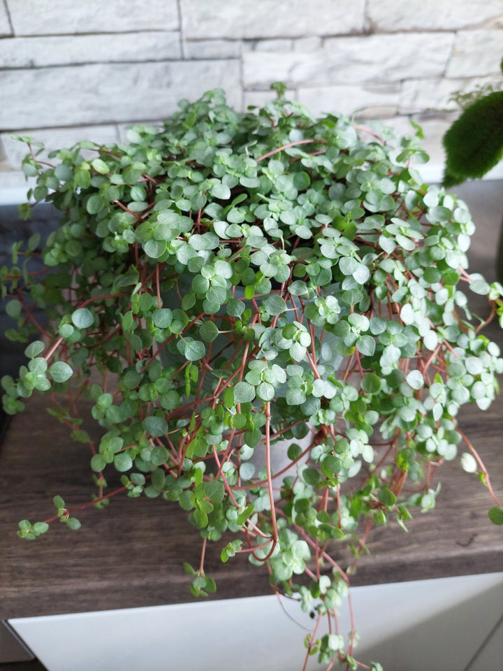 Stueplante, Pilea Greyzy