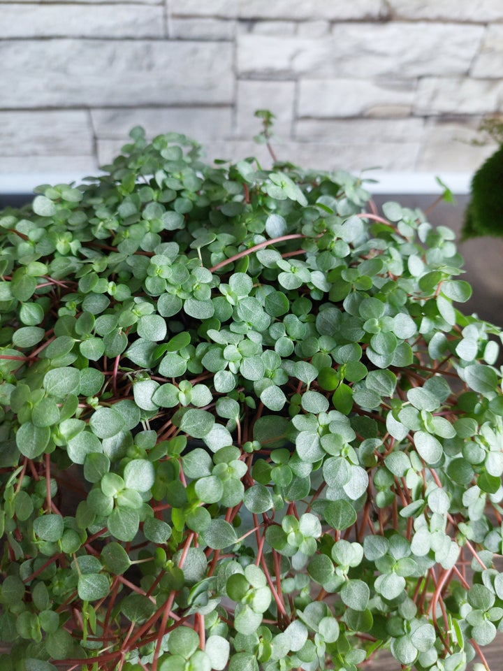 Stueplante, Pilea Greyzy