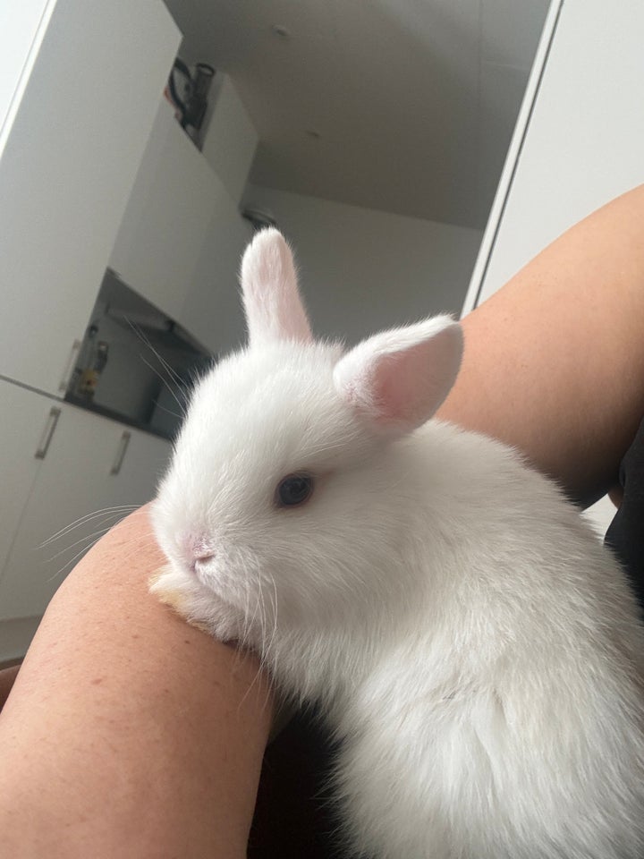 Kanin, Mini lop og hermelin, 0 år