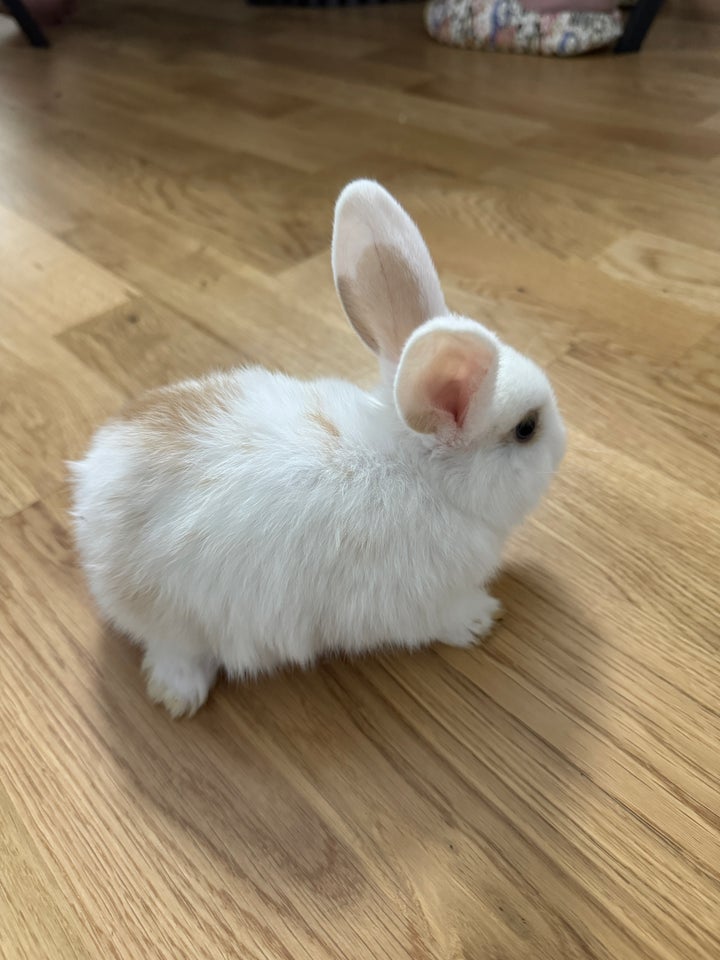 Kanin, Mini lop og hermelin, 0 år