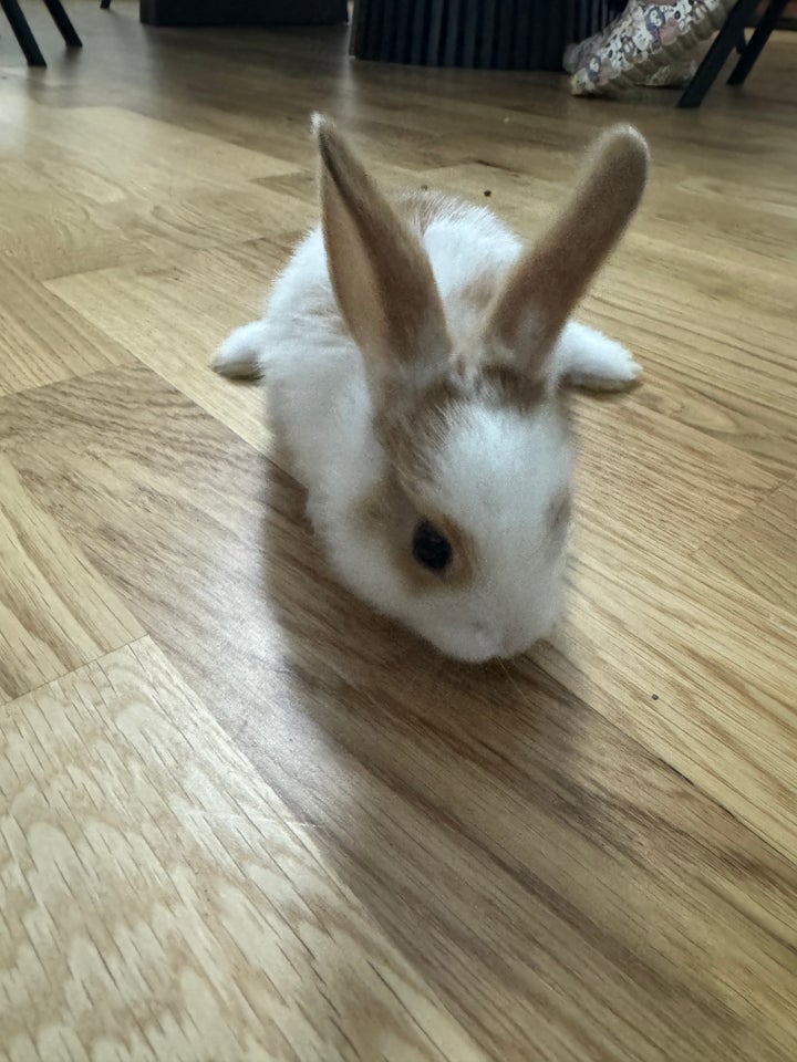 Kanin, Mini lop og hermelin, 0 år