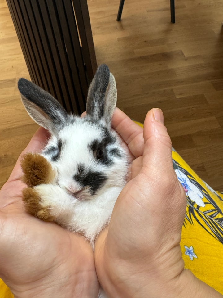 Kanin, Mini lop og hermelin, 0 år