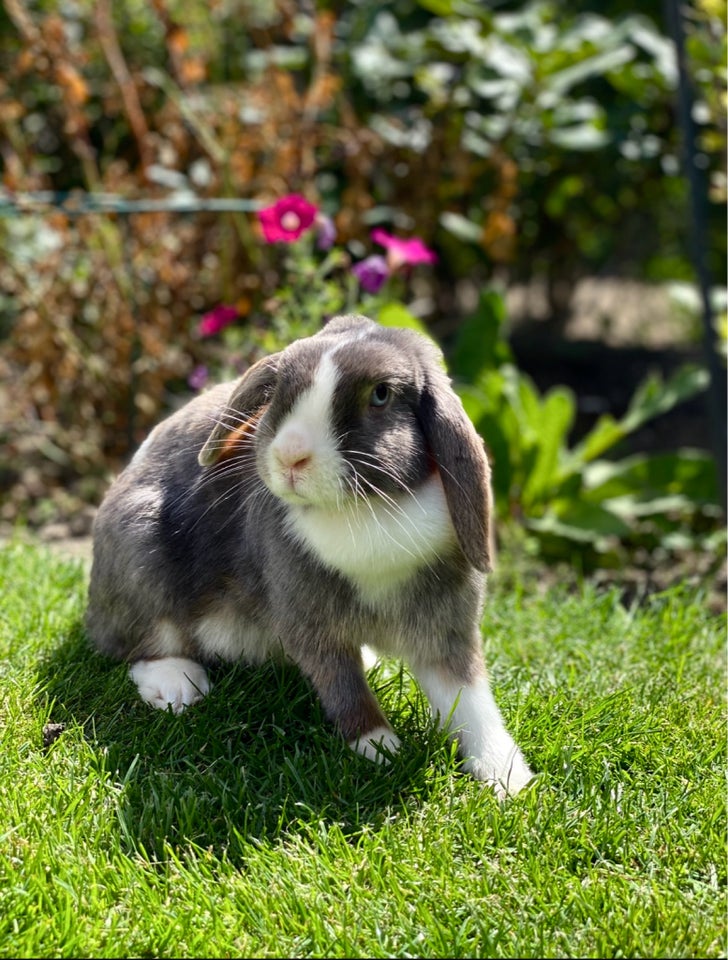 Kanin, Dværgvædder, 5 år