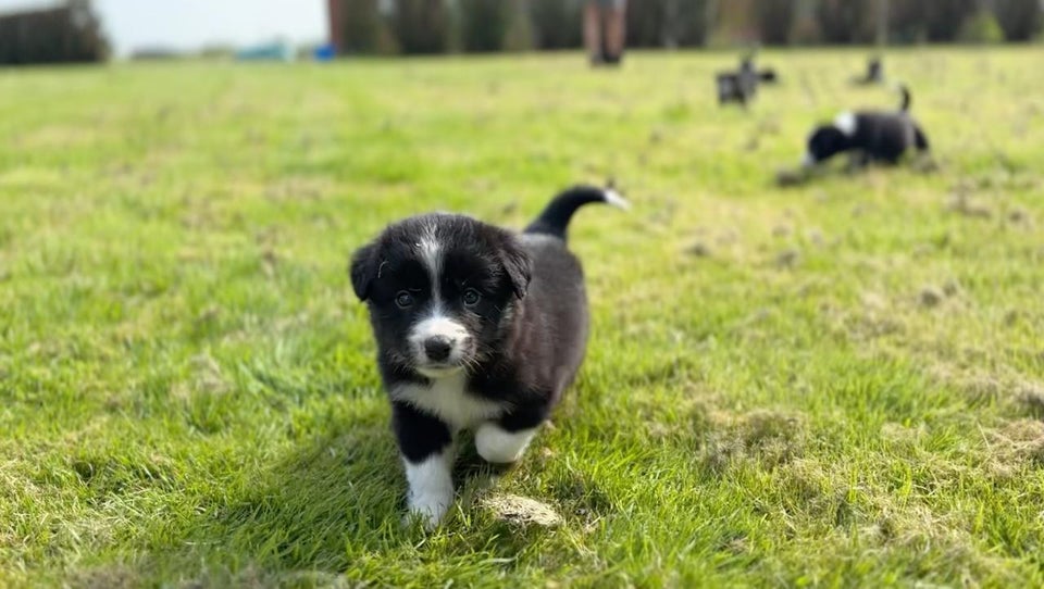 Border Collie hvalpe