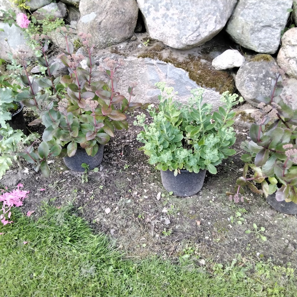 Stauder hosta buskbom