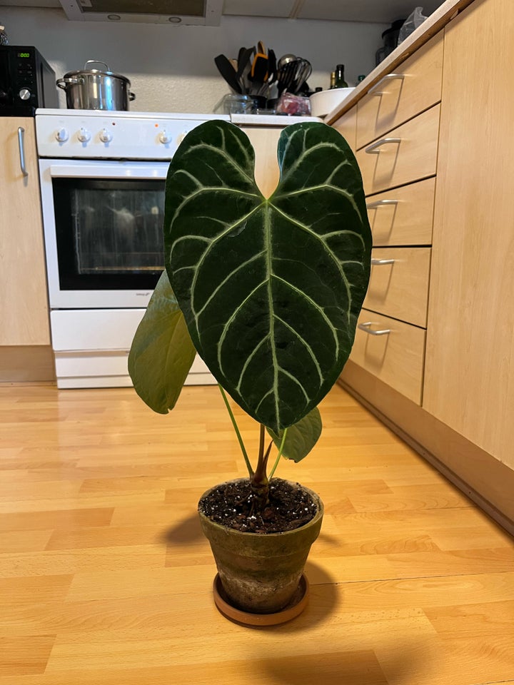 Stueplante , Anthurium