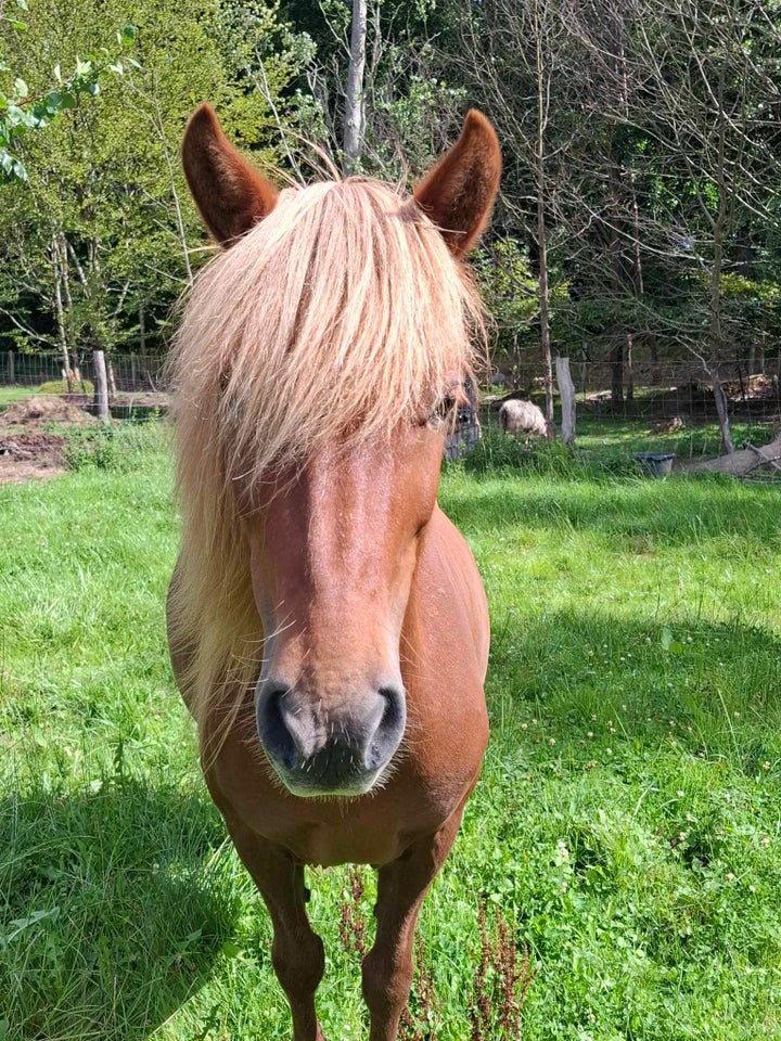 Islænder, hoppe, 14 år