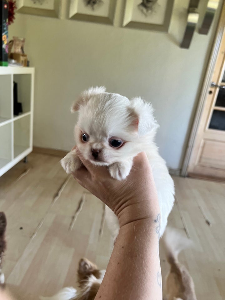 Chihuahua/Japanese Chin hvalpe