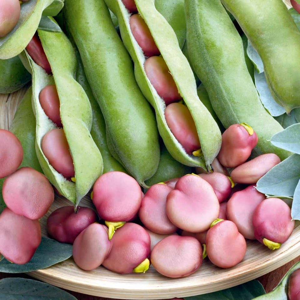 Hestebønne / fava Karmazyn *2338