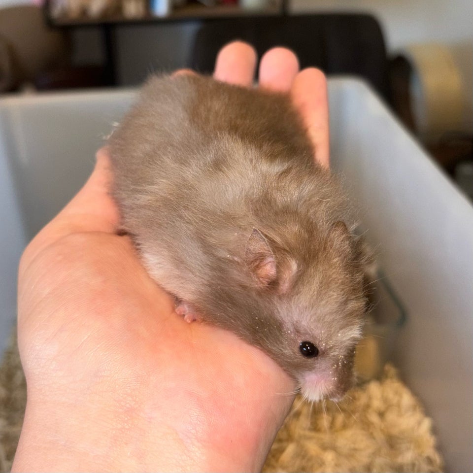 Hamster Guldhamster 0 år