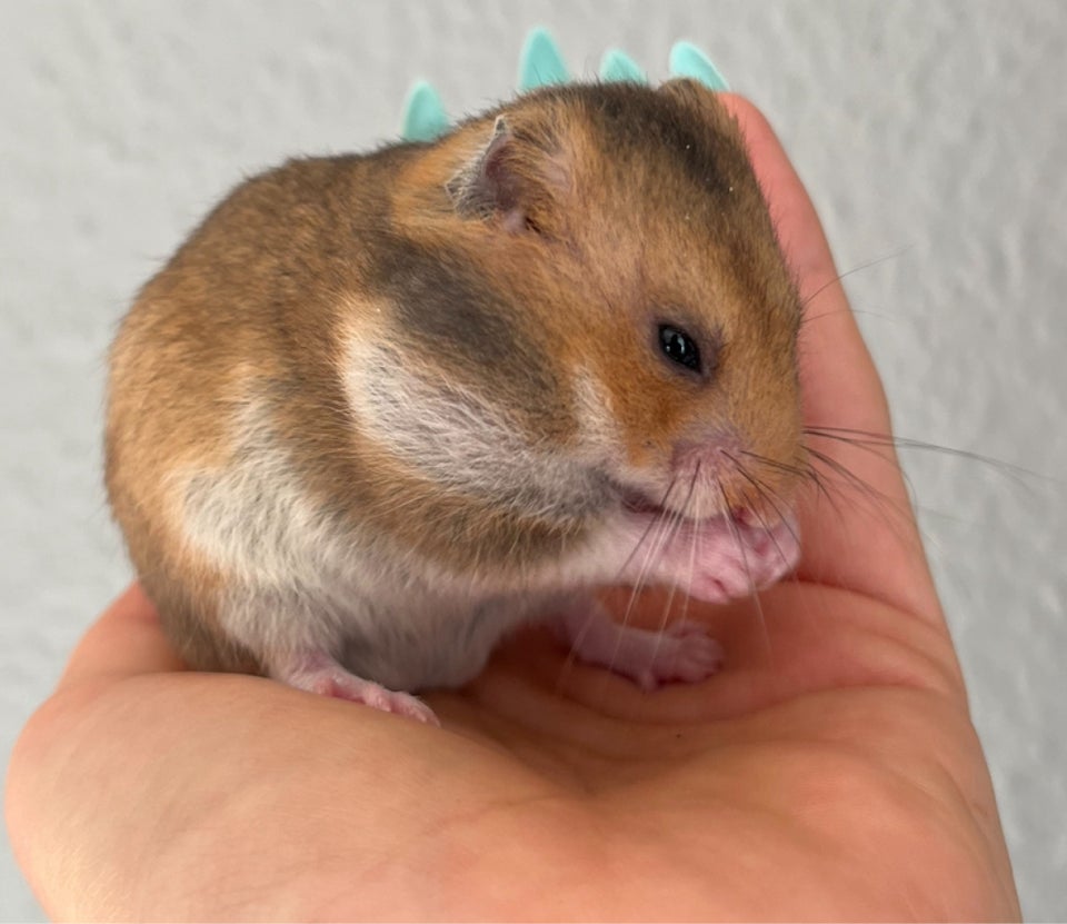 Hamster, Guldhamster, 0 år