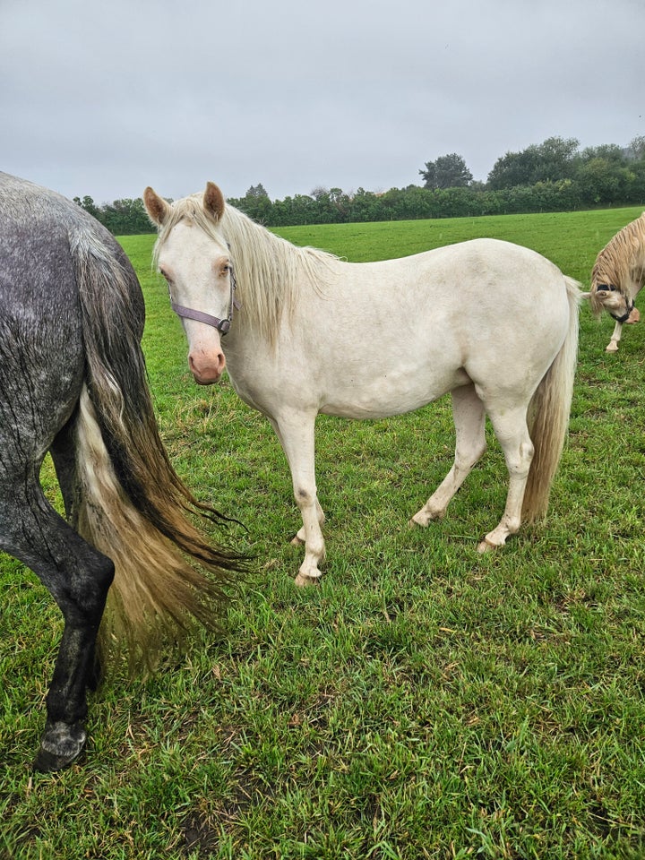 Welsh Partbreed, hoppe, 2 år