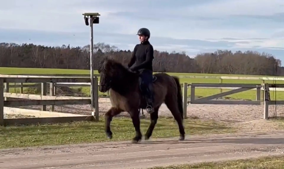 Islænder, vallak, 15 år