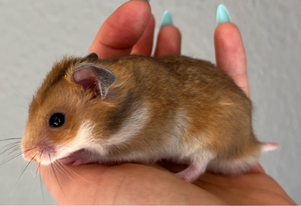 Hamster, Guldhamster, 0 år