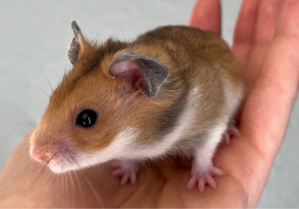 Hamster, Guldhamster, 0 år