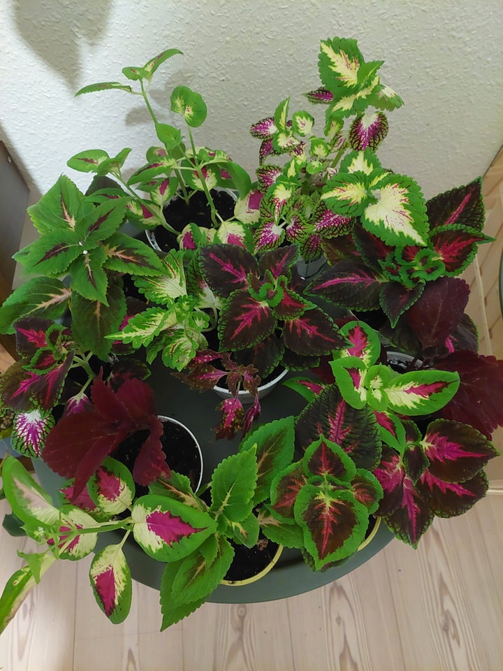 Paletblad Coleus