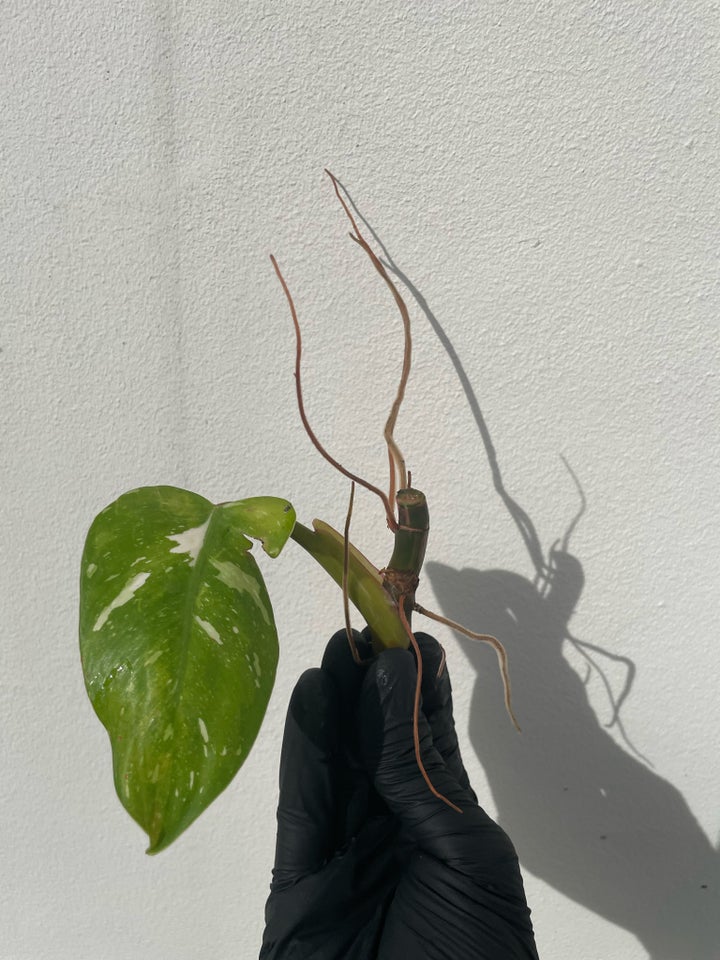 Philodendron White Princess