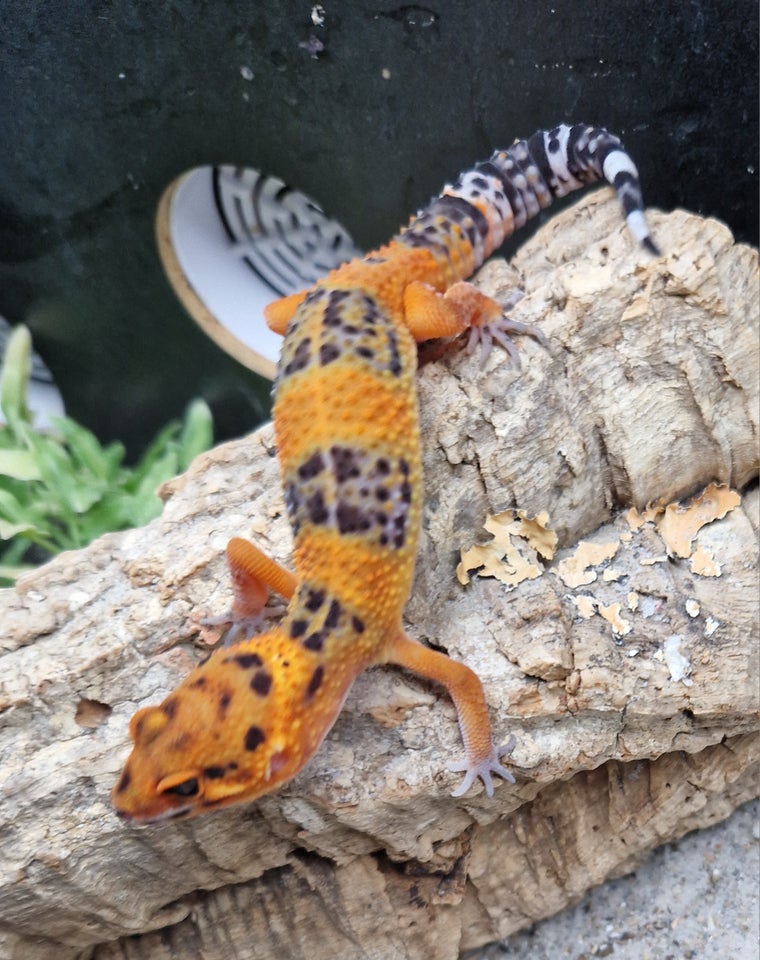 Gekko, Leopardgekko ( Eublepharis