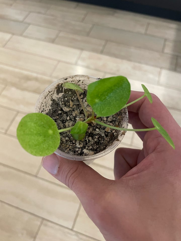 Pilea Mojito