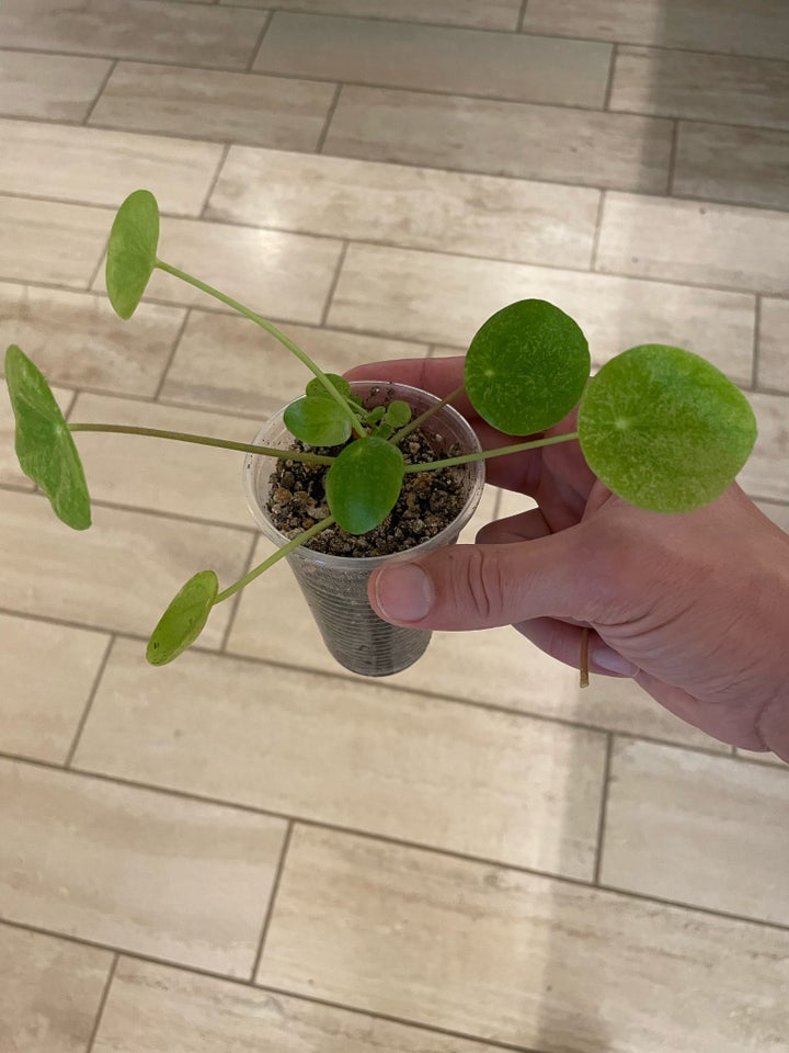 Pilea Mojito