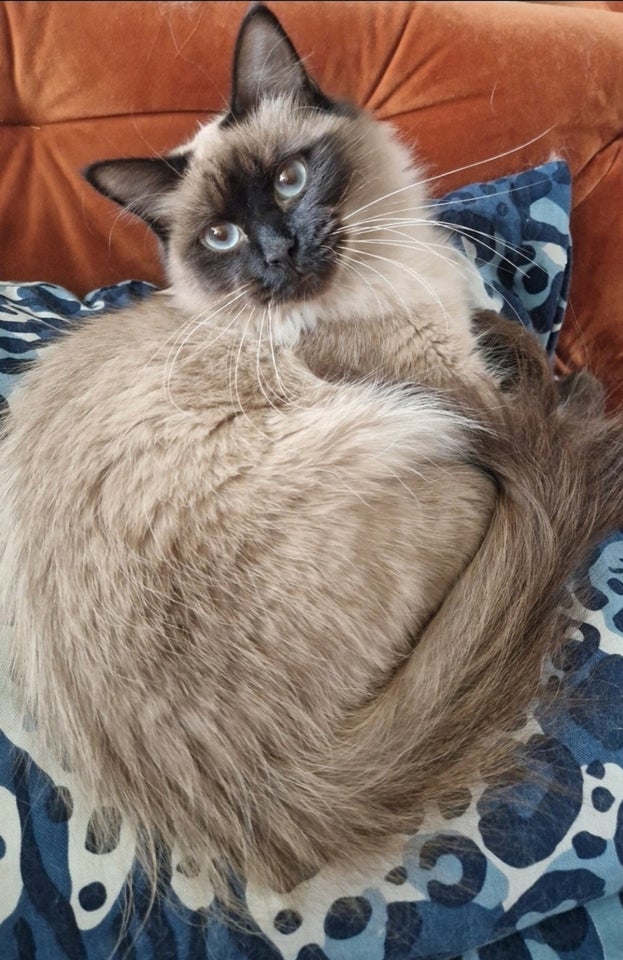 Hunkat Ragdoll hun kat 2 år