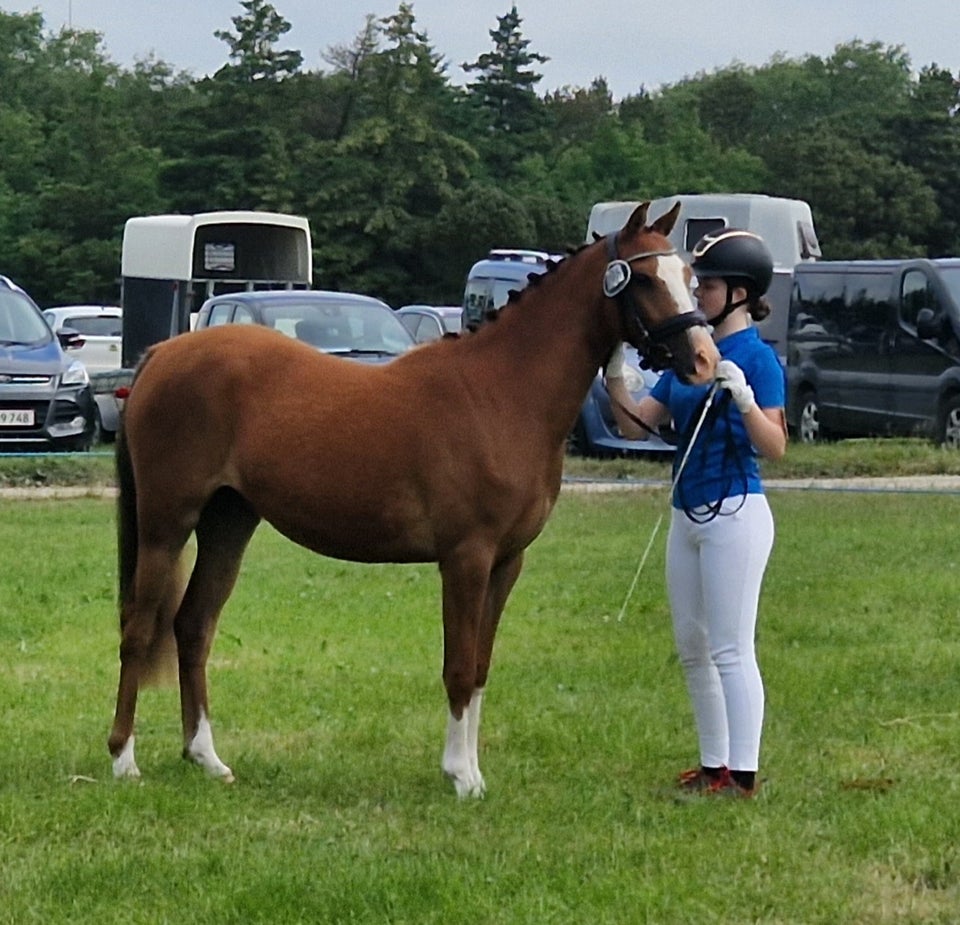 Dansk Sports Pony (DSP) hoppe 2 år