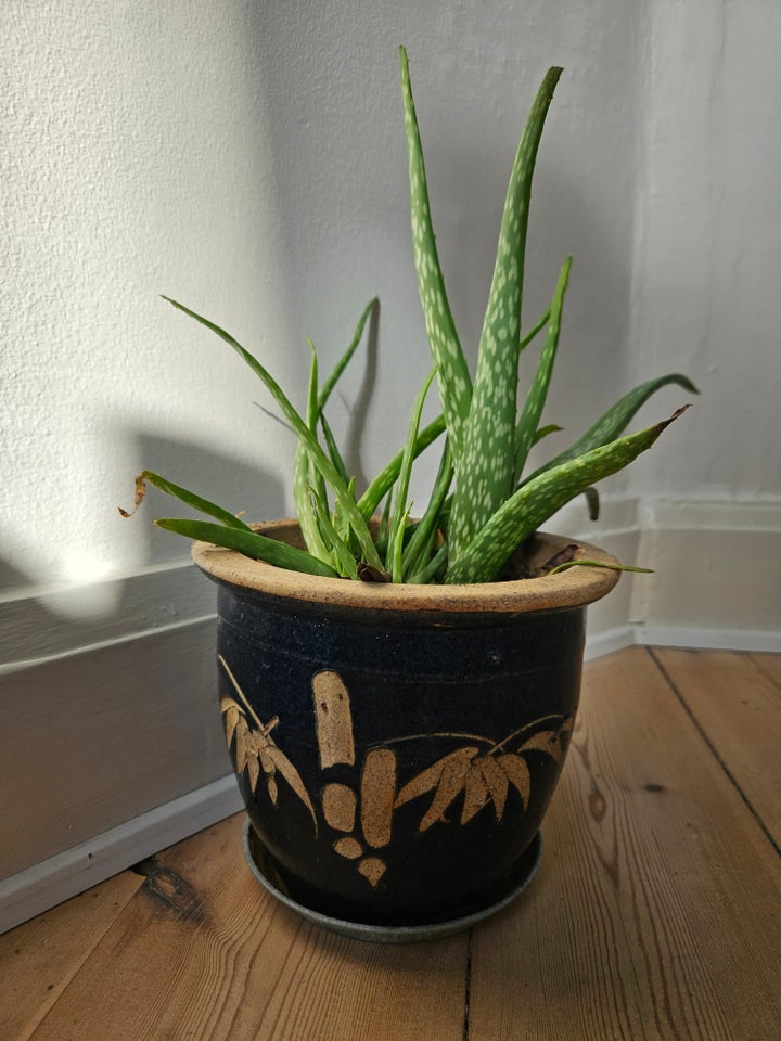 Husplante, Aloe vera