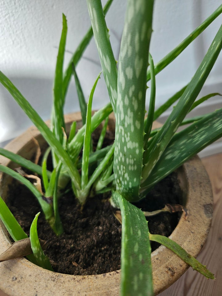 Husplante, Aloe vera