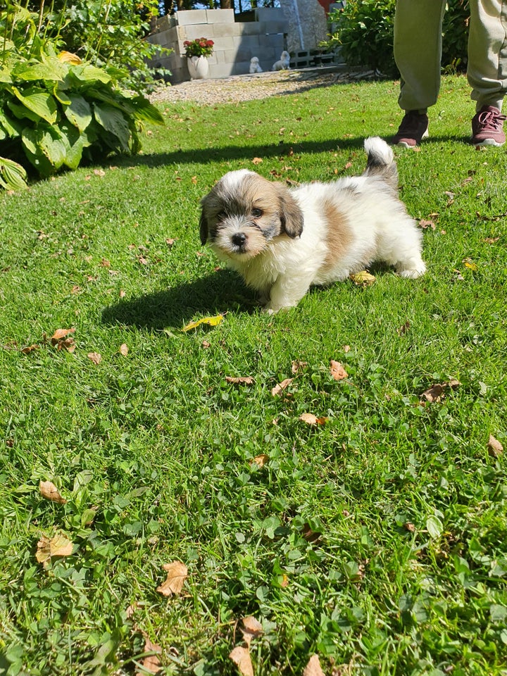 Coton de tulear  hvalpe 9 uger