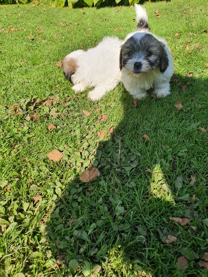 Coton de tulear  hvalpe 9 uger