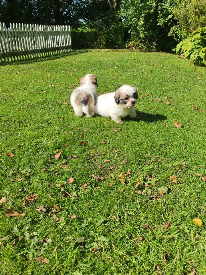 Coton de tulear  hvalpe 9 uger