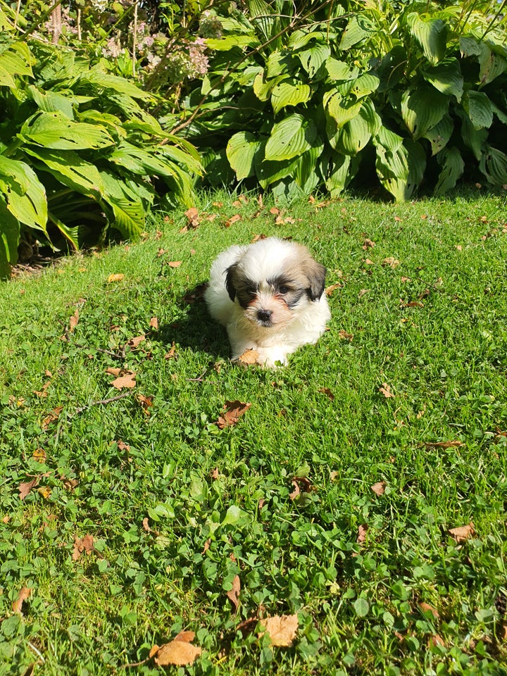 Coton de tulear  hvalpe 9 uger