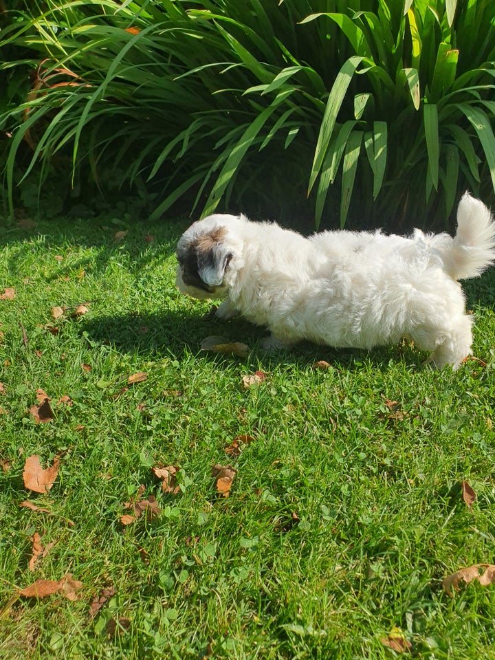 Coton de tulear  hvalpe 9 uger