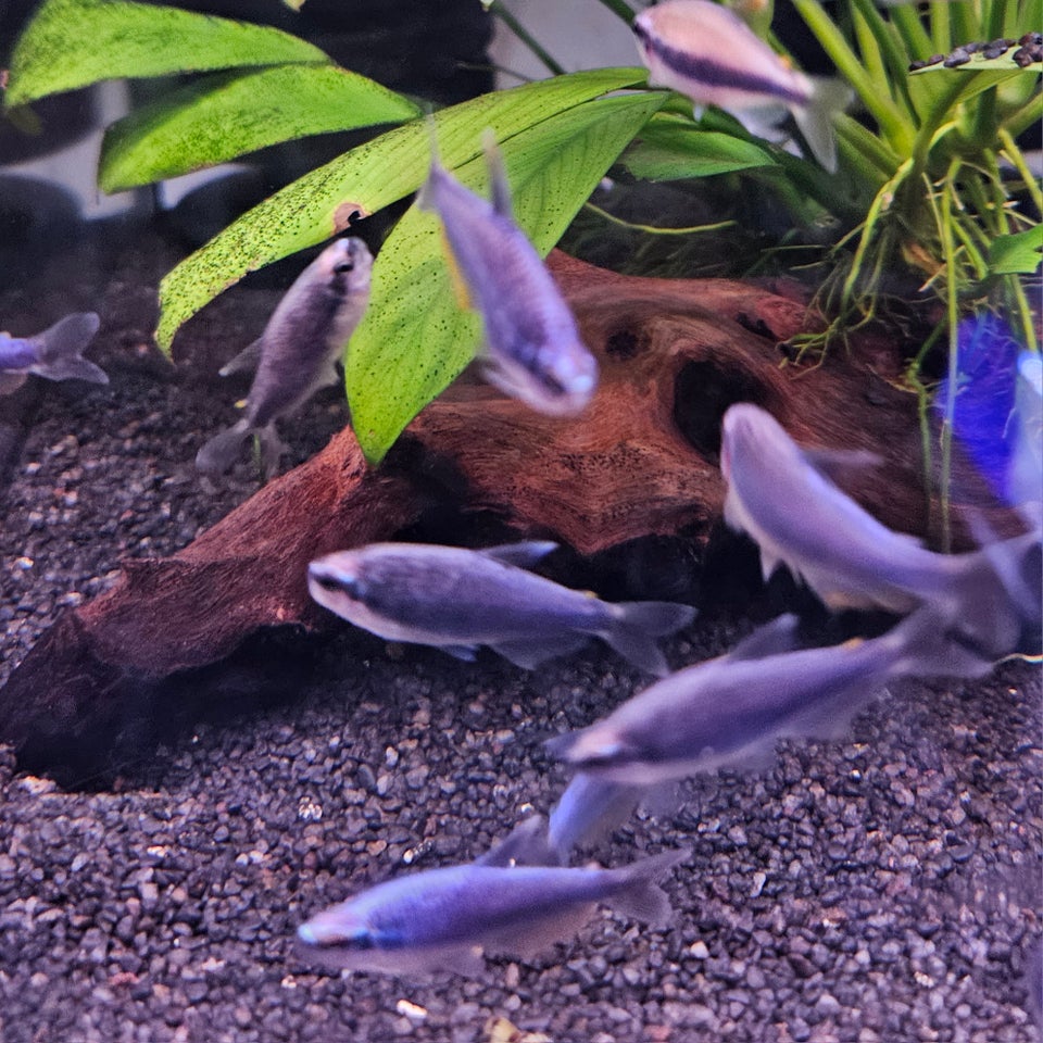 Blue tetra, 15 stk.