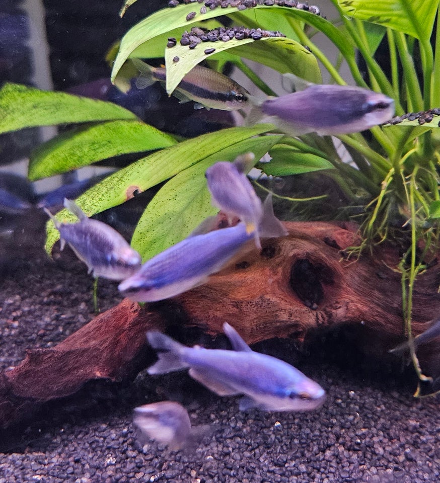 Blue tetra, 15 stk.