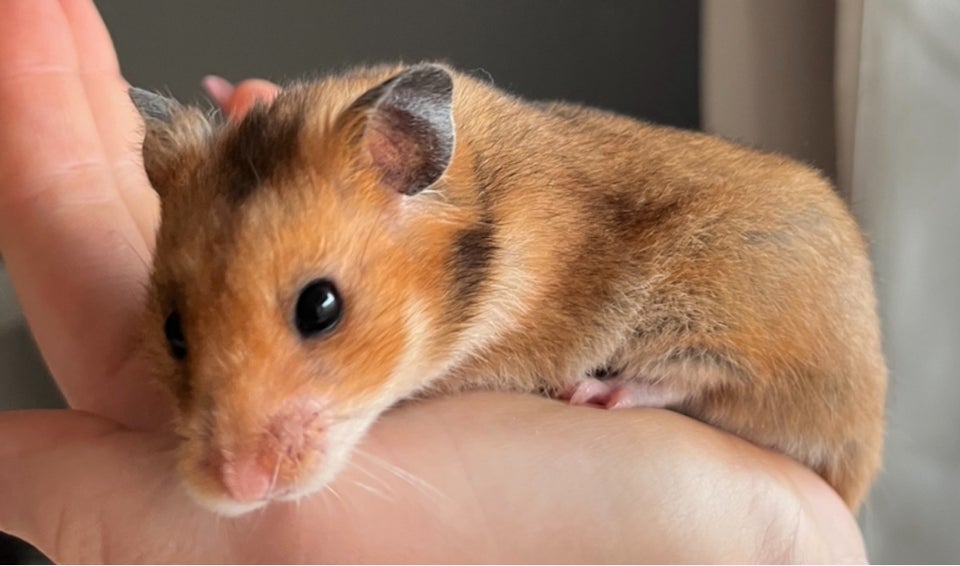 Hamster, Guldhamster, 0 år