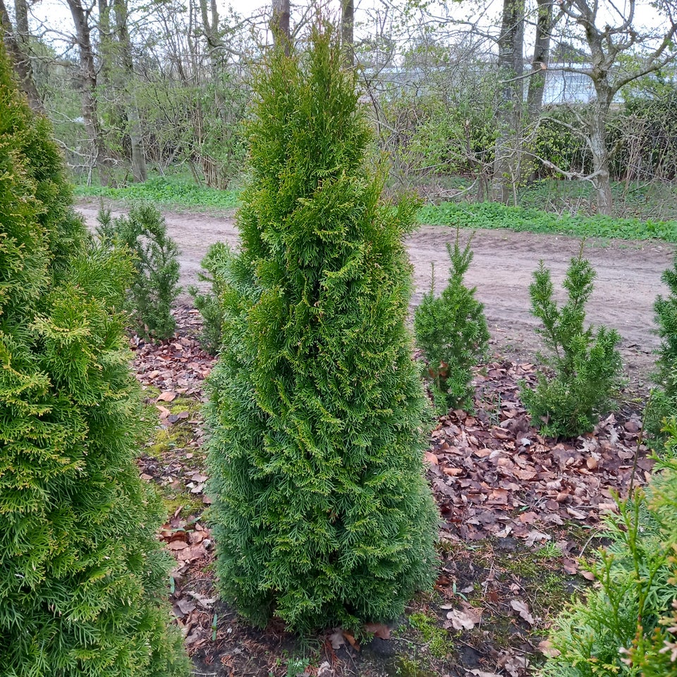 Danskproducerede Thuja til hæk