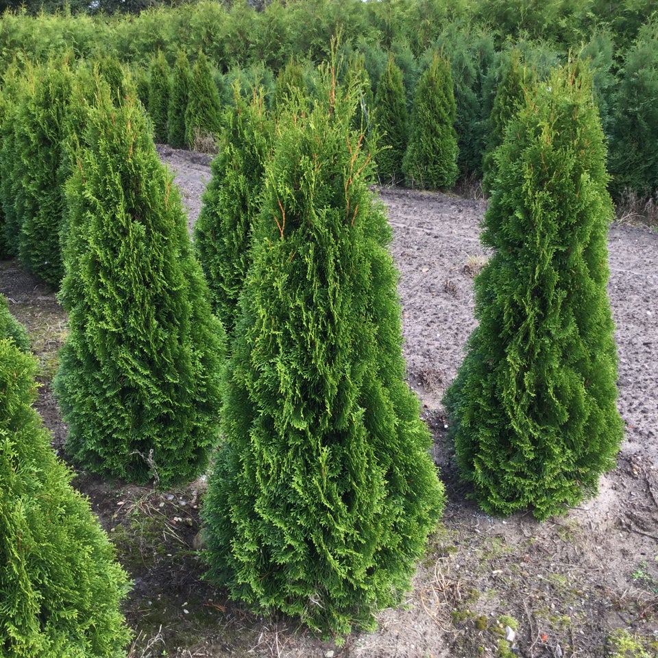 Danskproducerede Thuja til hæk