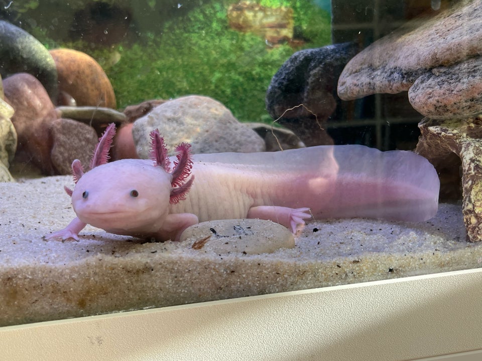 Axolotl Leucistic  2 stk