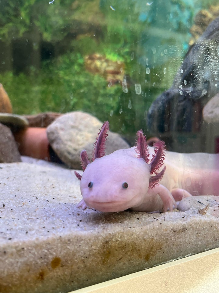 Axolotl Leucistic  2 stk