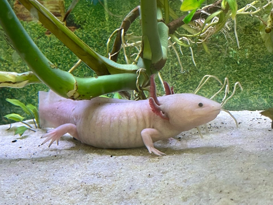 Axolotl Leucistic  2 stk