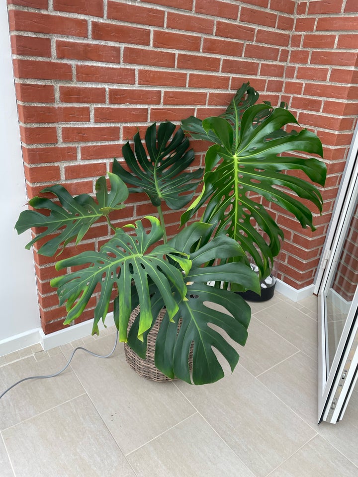 Fingerphilodendron , Monstera