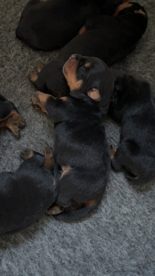 Rottweiler hvalpe familieh