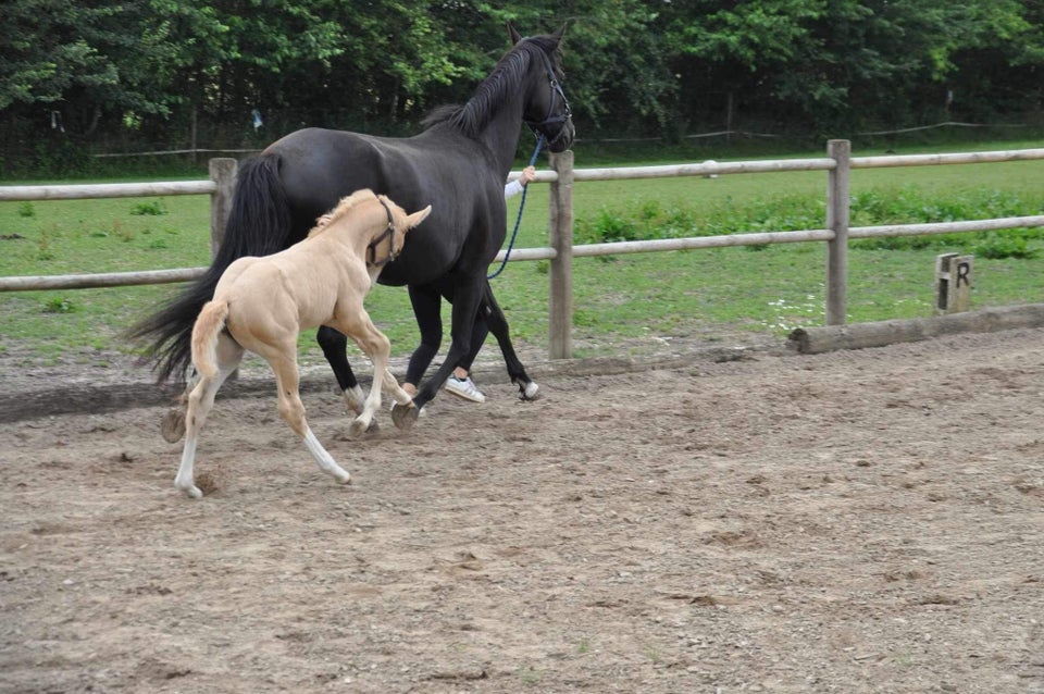 Palomino, hoppe, 1 år