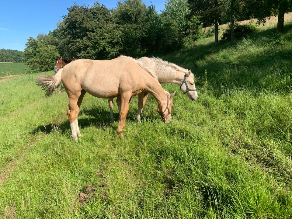 Palomino, hoppe, 1 år